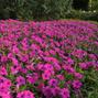 Wave Neon Rose Wave Petunia Jumbo 6 pack 17.99 sale price